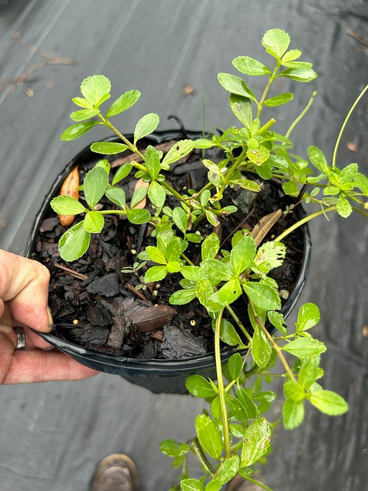 phyla-nodiflora-frogfruit