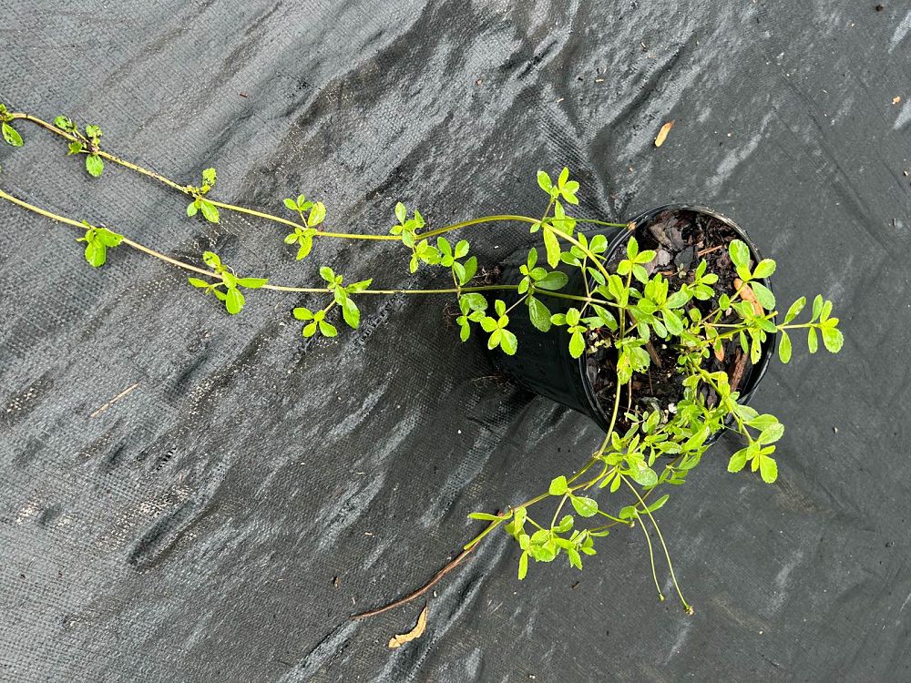 phyla-nodiflora-frogfruit