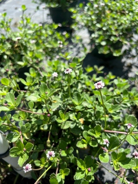 phyla-nodiflora-frogfruit