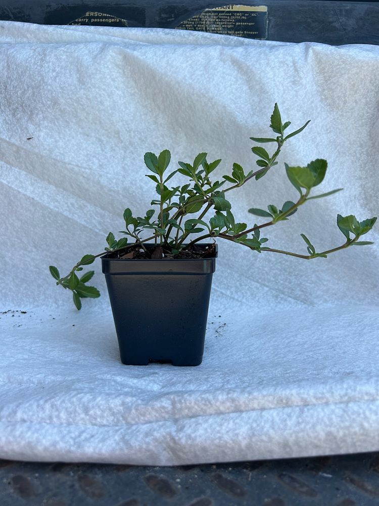 phyla-nodiflora-frogfruit