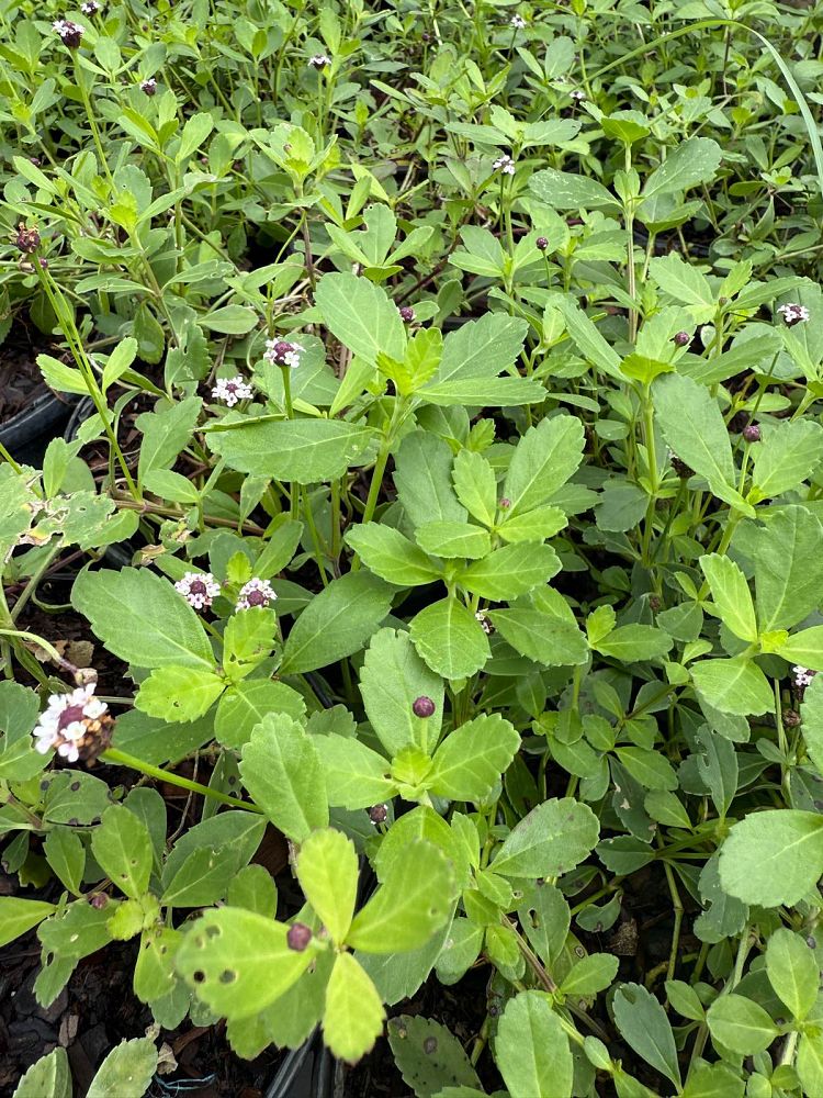 phyla-nodiflora-frogfruit
