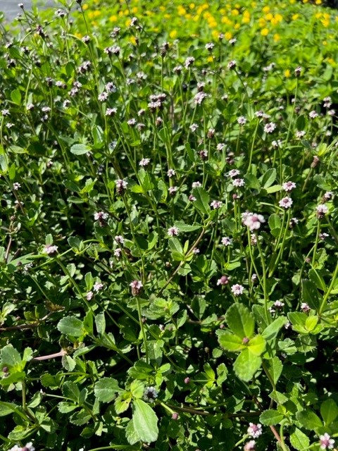 phyla-nodiflora-frogfruit