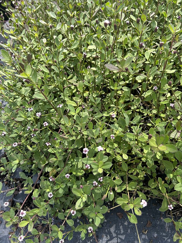 phyla-nodiflora-frogfruit