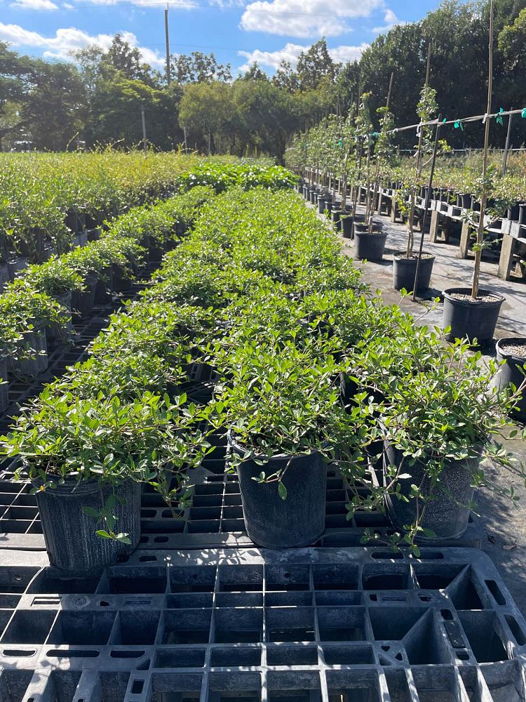 phyla-nodiflora-frogfruit