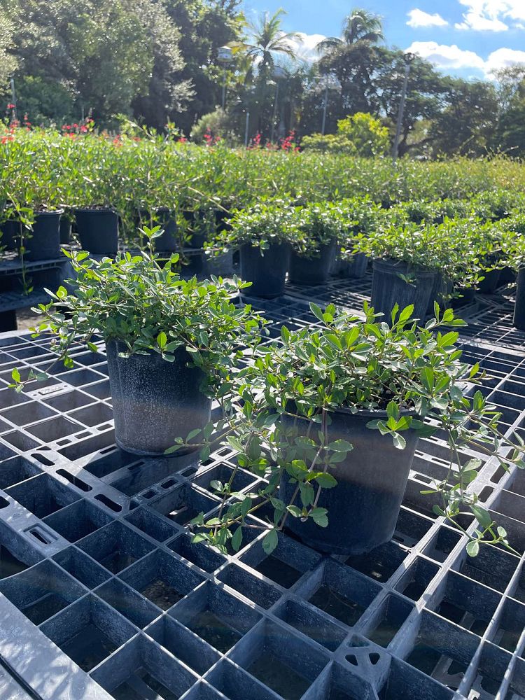 phyla-nodiflora-frogfruit