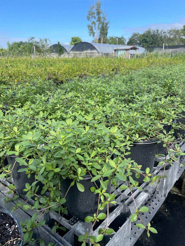 phyla-nodiflora-frogfruit