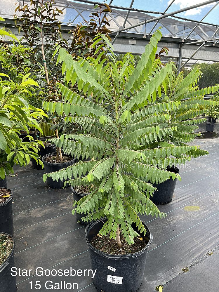 phyllanthus-acidus-tahitian-gooseberry-tree