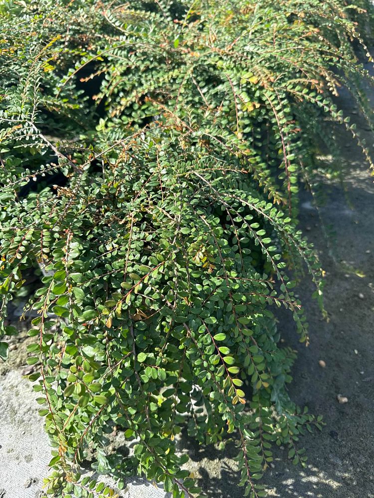phyllanthus-cochinchinensis-vietnam-leaf-flower