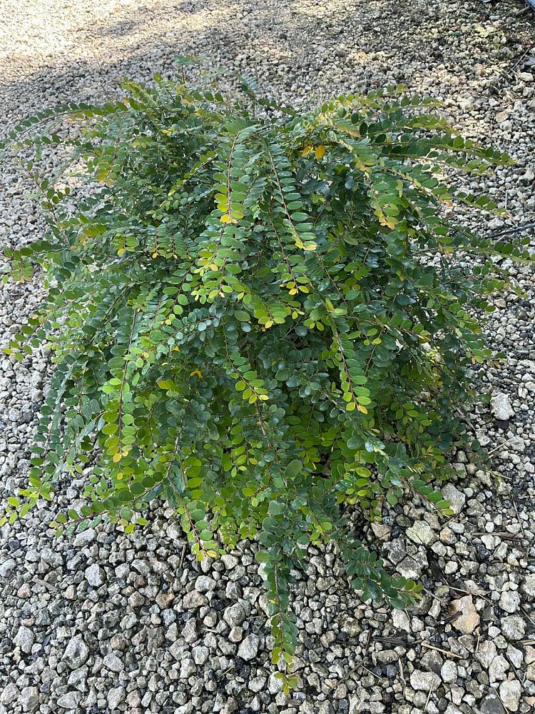 phyllanthus-cochinchinensis-vietnam-leaf-flower