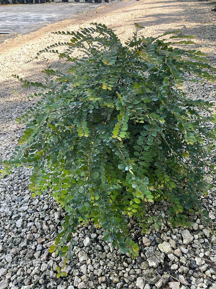 phyllanthus-cochinchinensis-vietnam-leaf-flower