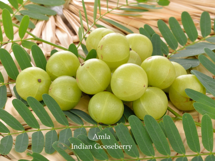 phyllanthus-emblica-amla-amloki-aonla-dhatri-emblic-nelli-indian-gooseberry