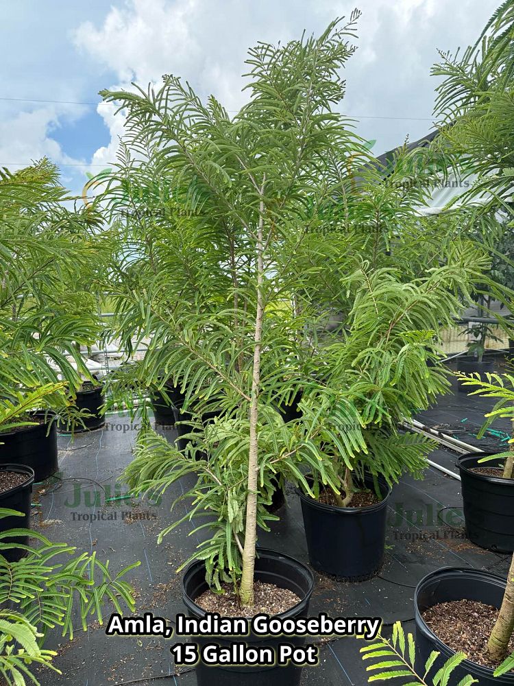 phyllanthus-emblica-amla-amloki-aonla-dhatri-emblic-nelli-indian-gooseberry