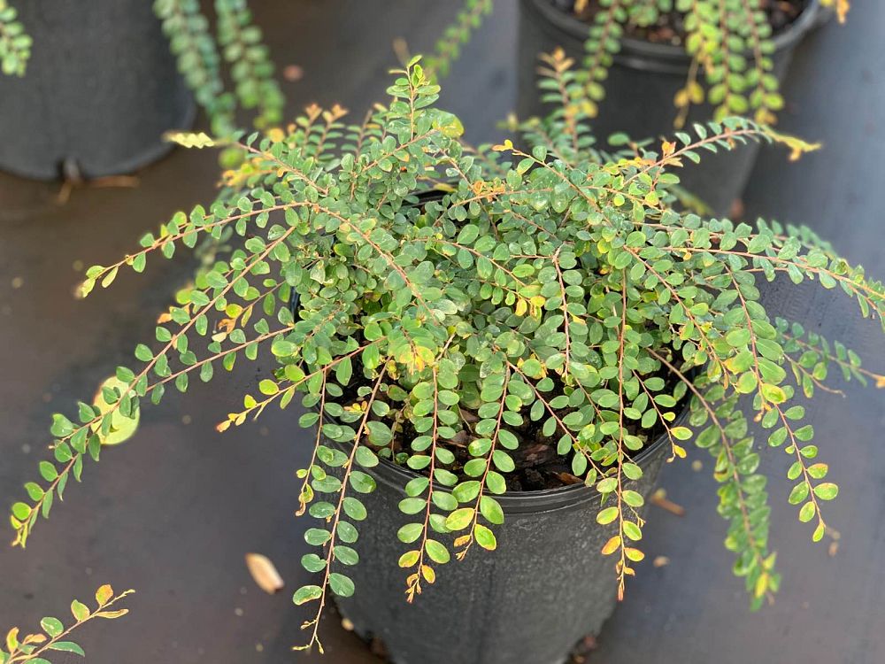 phyllanthus-leafflower