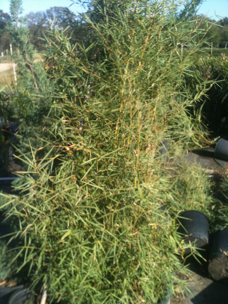 phyllostachys-aurea-golden-bamboo