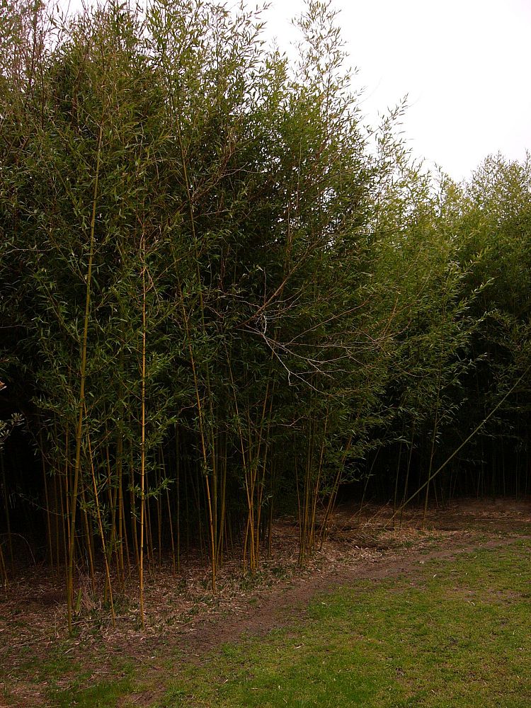 phyllostachys-aureosulcata-yellow-groove-bamboo-yellow-grove-bamboo