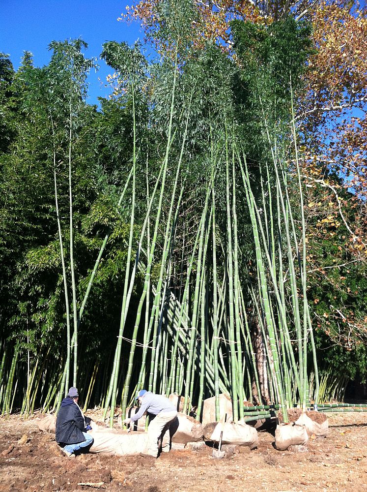 phyllostachys-edulis-moso-bamboo