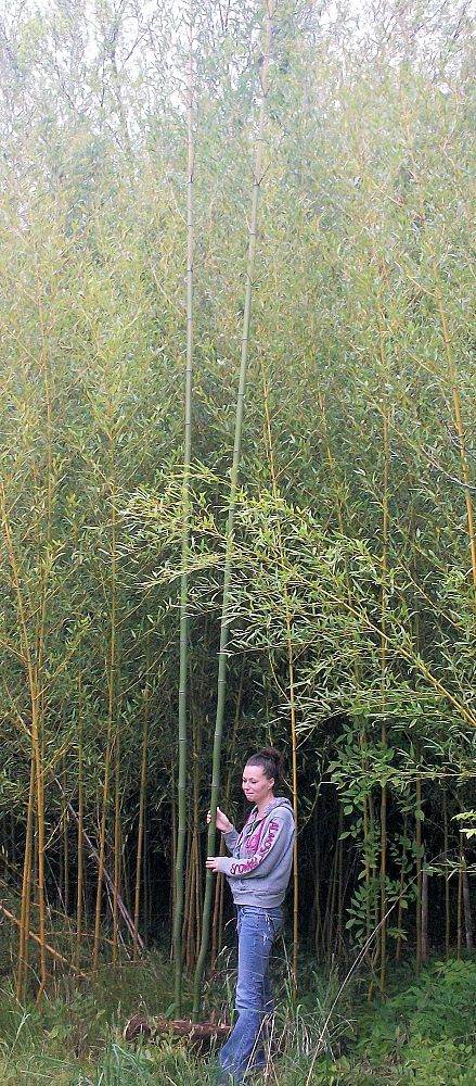 phyllostachys-nuda-nude-sheath-bamboo