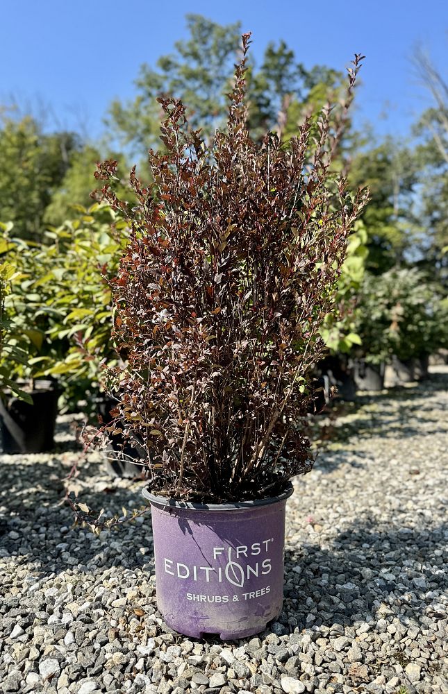 physocarpus-opulifolius-donna-may-little-devil-trade-ninebark