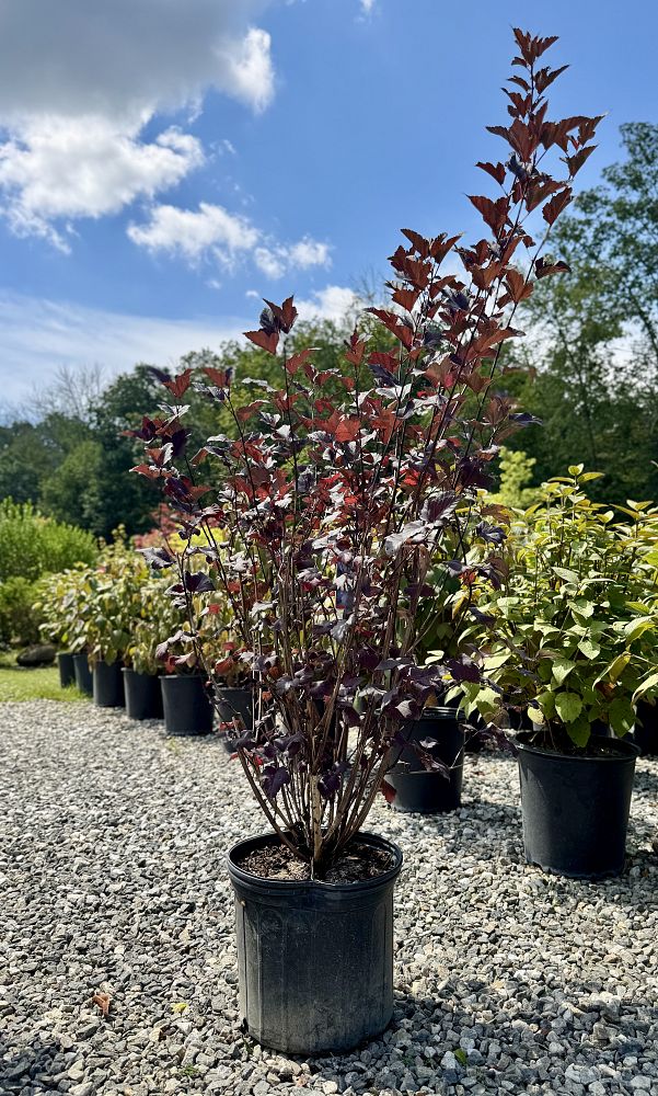 physocarpus-opulifolius-monlo-ninebark-diabolo