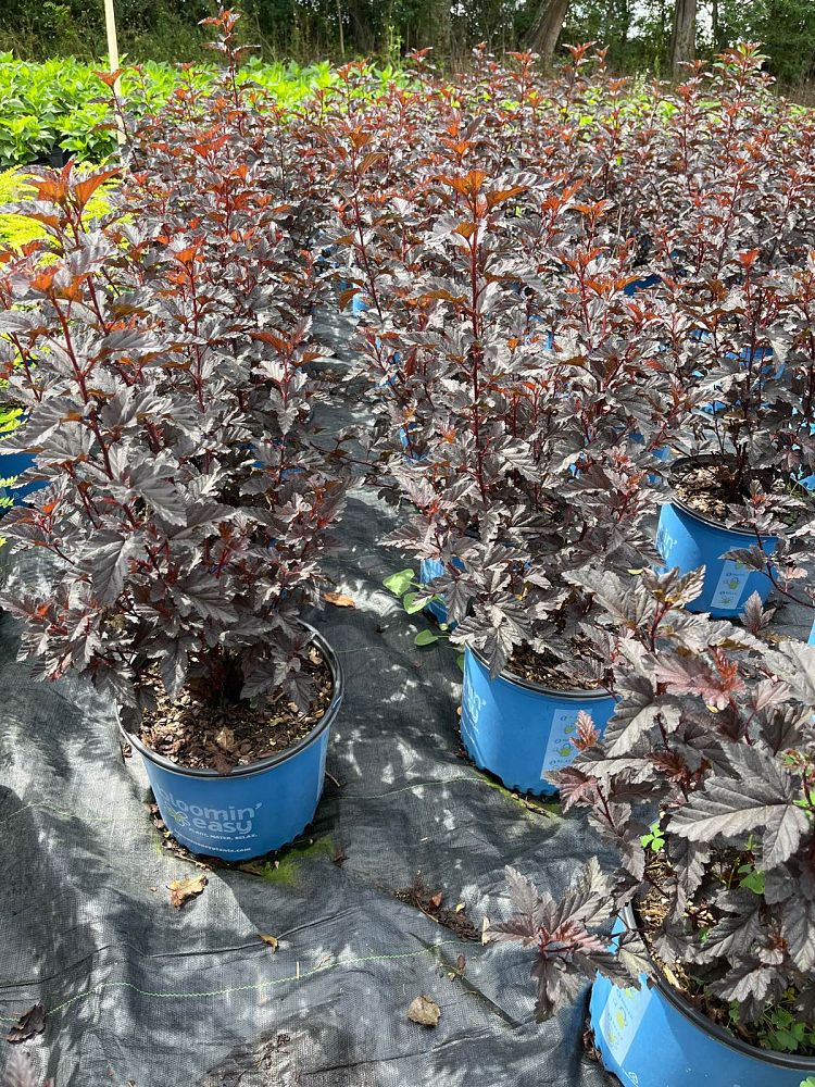 physocarpus-opulifolius-panther-common-ninebark-n5