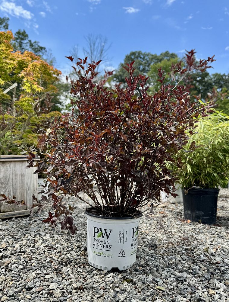 physocarpus-opulifolius-seward-summer-wine-reg-ninebark