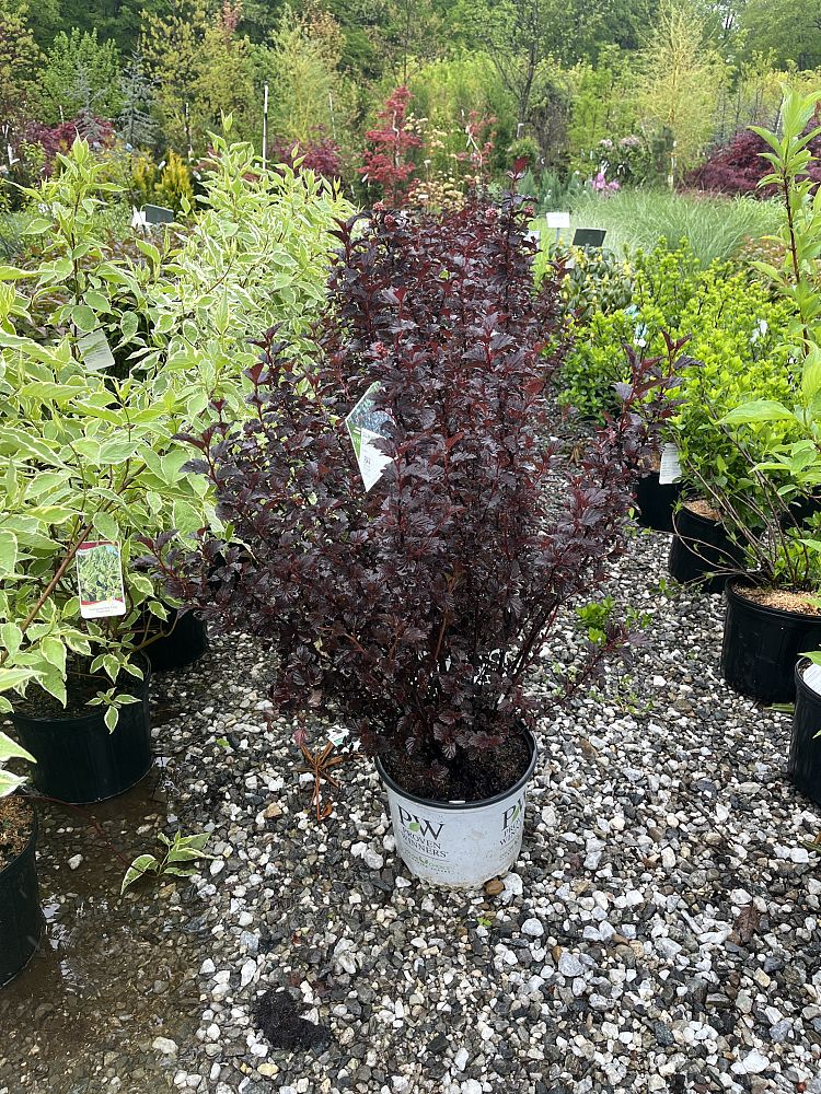 physocarpus-opulifolius-smnpms-summer-wine-reg-black-ninebark