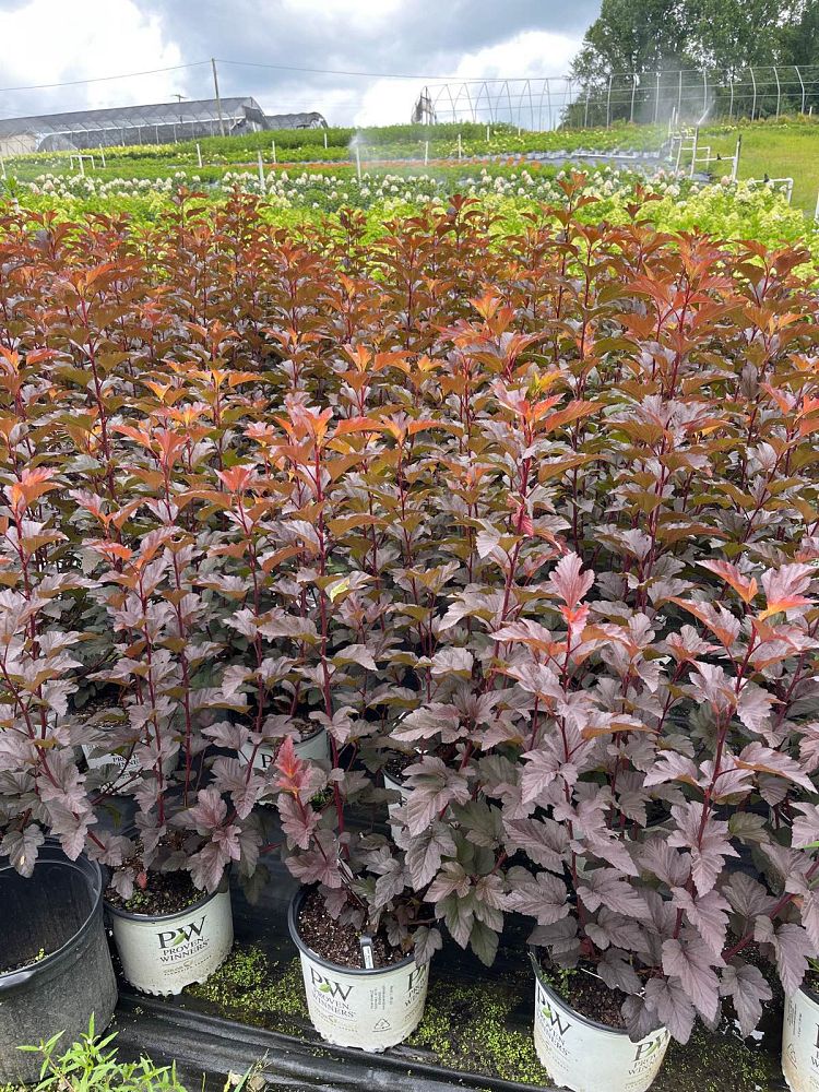 physocarpus-opulifolius-smnpoblr-ginger-wine-reg-ninebark