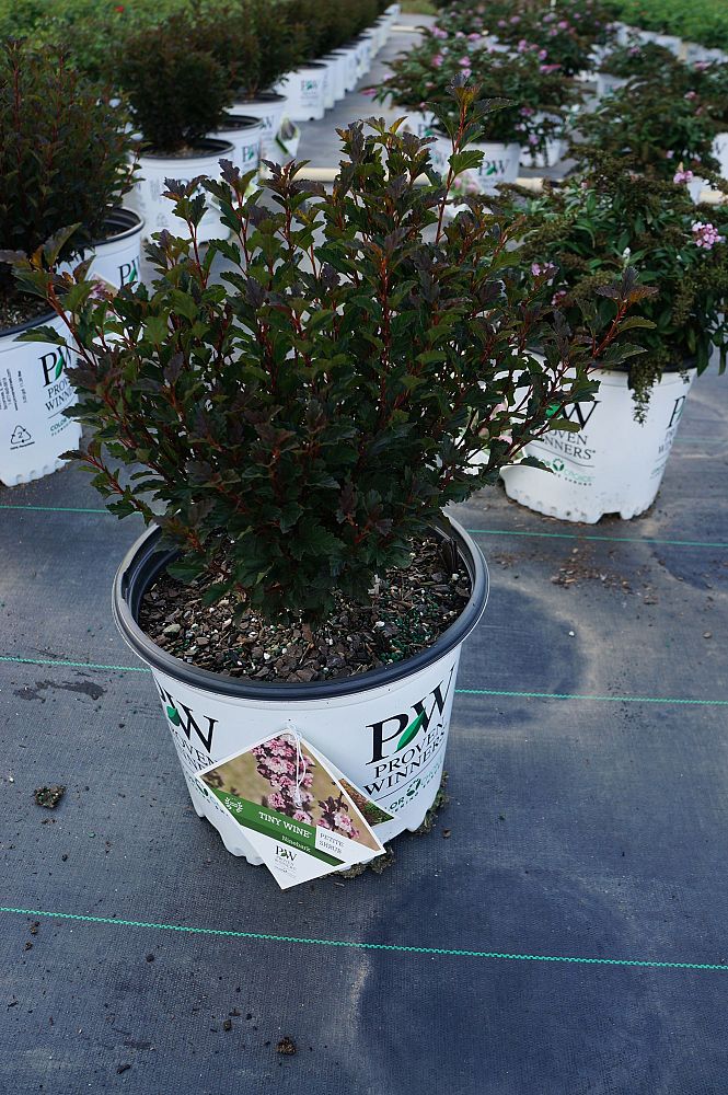 physocarpus-opulifolius-smnpotwg-tiny-wine-reg-gold-ninebark
