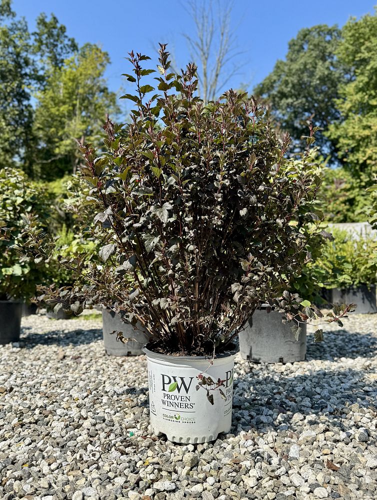 physocarpus-opulifolius-smpotw-tiny-wine-reg-ninebark