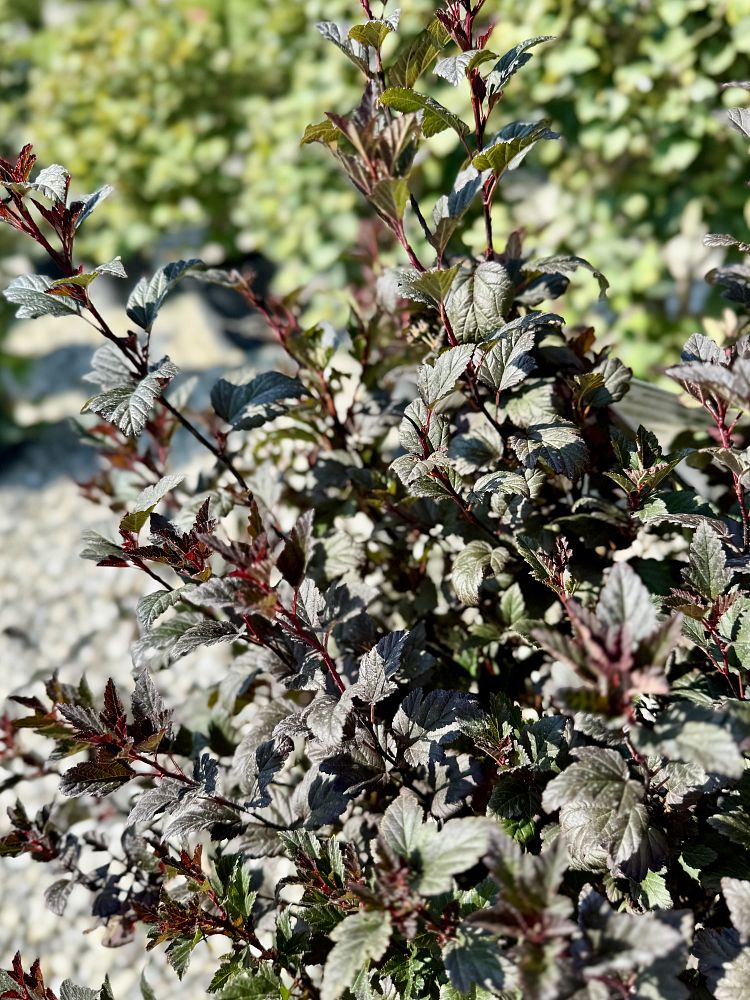 physocarpus-opulifolius-smpotw-tiny-wine-reg-ninebark