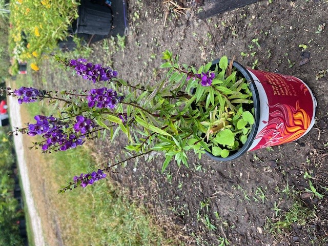 physostegia-angustifolia-false-dragonhead-obedient-plant
