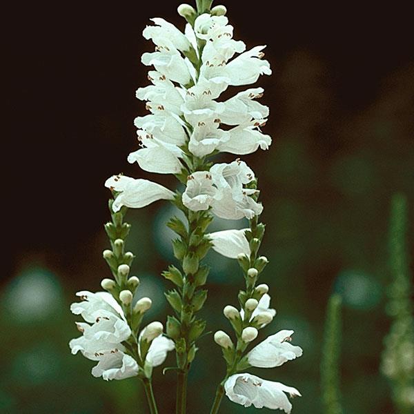 physostegia-virginiana-miss-manners-obedient-plant