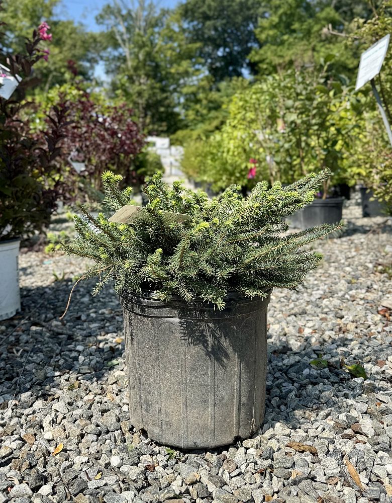 picea-abies-nidiformis-bird-s-nest-spruce