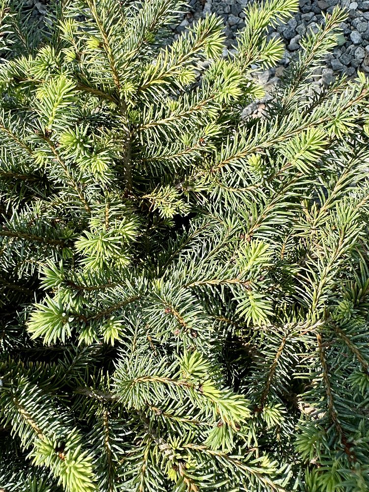picea-abies-nidiformis-bird-s-nest-spruce