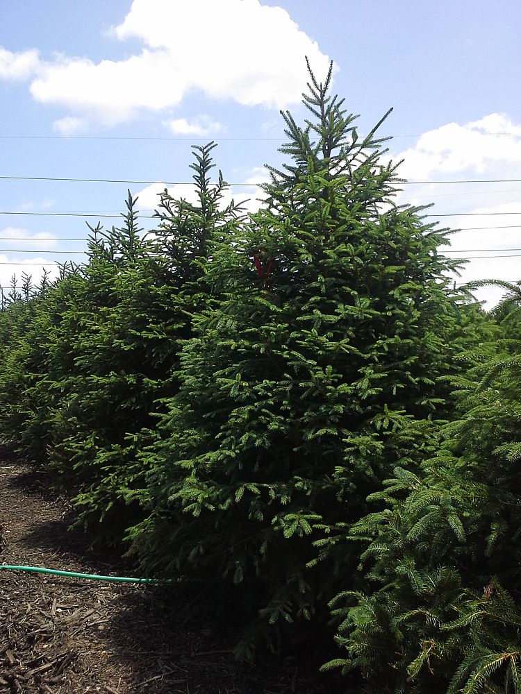 picea-abies-norway-spruce