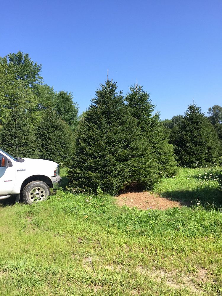 picea-abies-norway-spruce