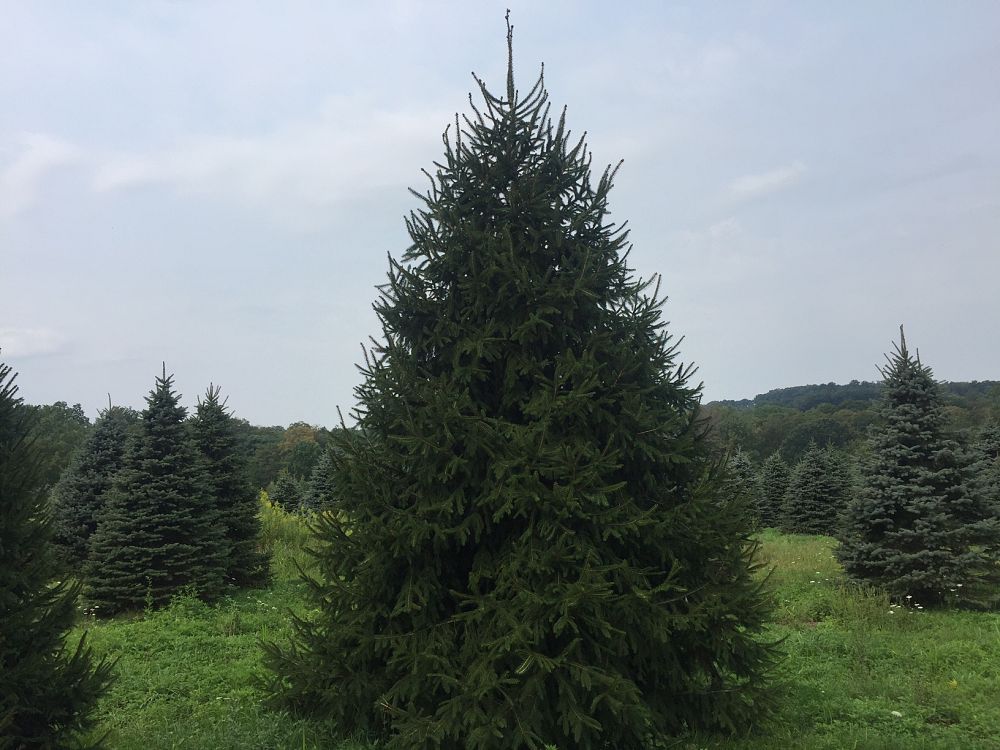 picea-abies-norway-spruce