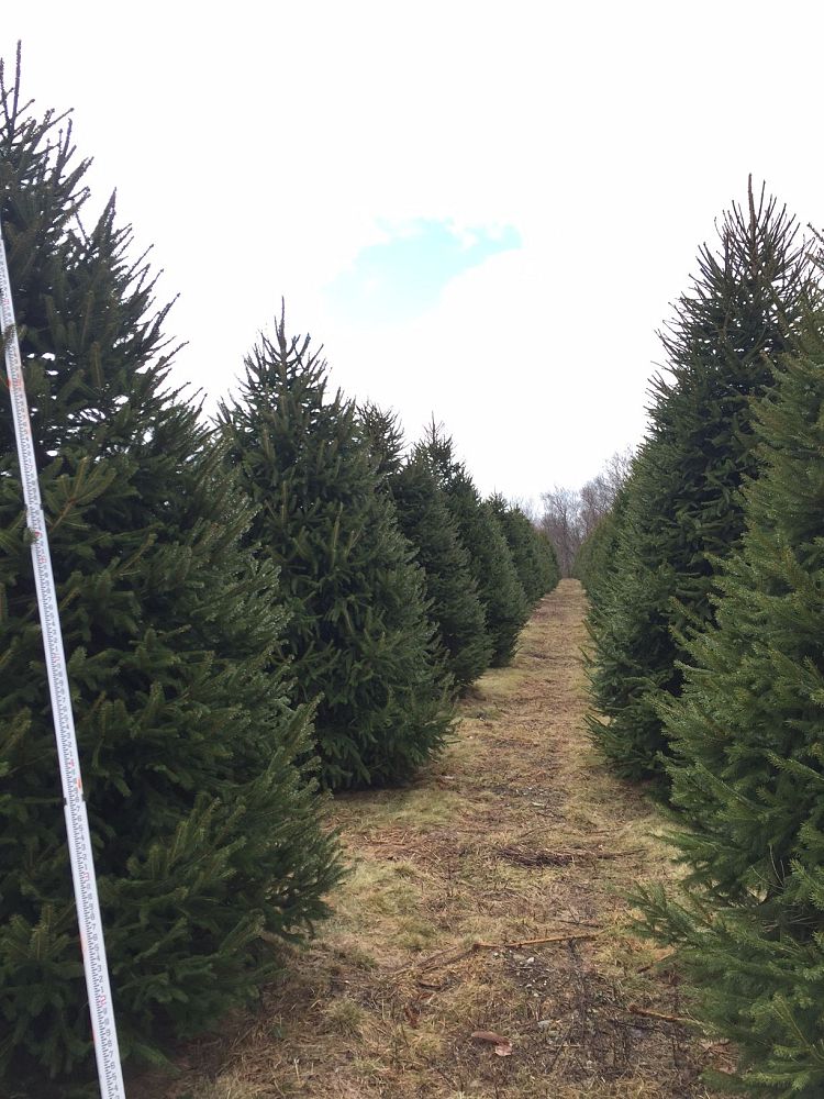 picea-abies-norway-spruce
