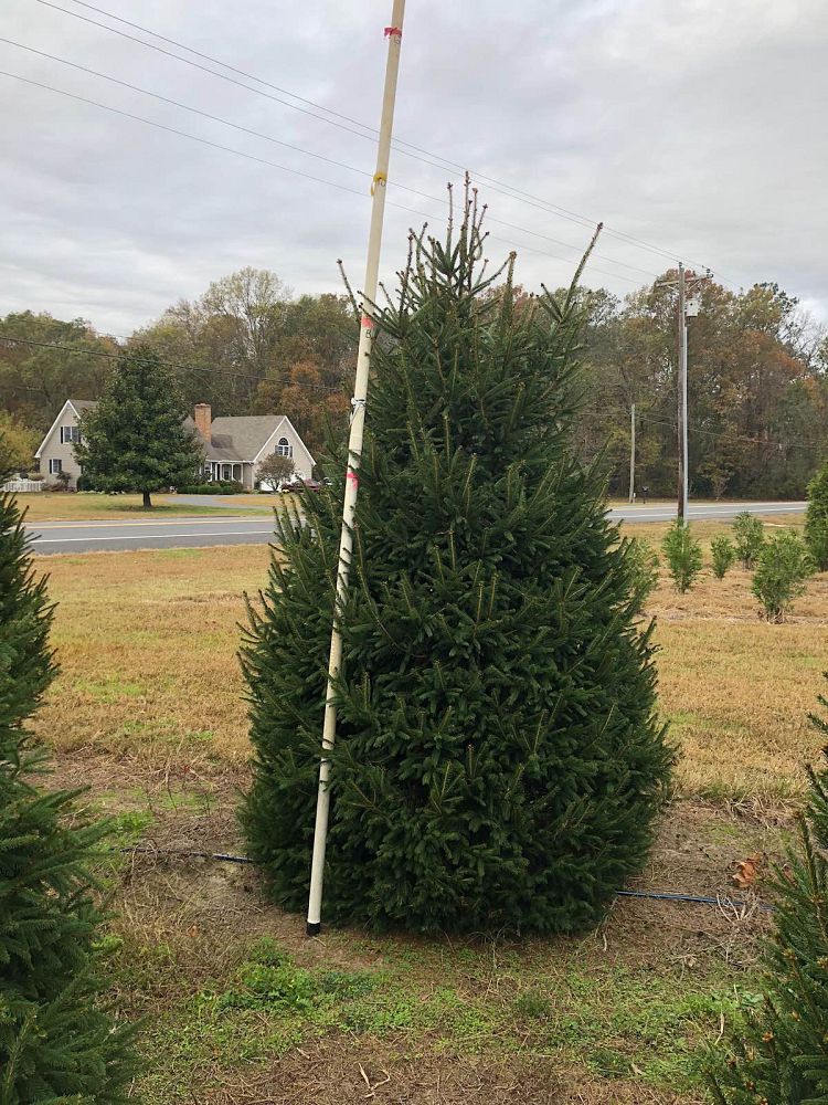 picea-abies-norway-spruce