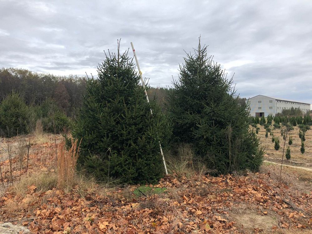 picea-abies-norway-spruce