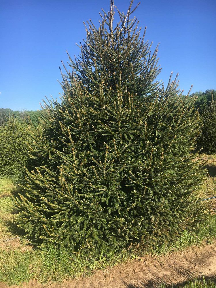 picea-abies-norway-spruce