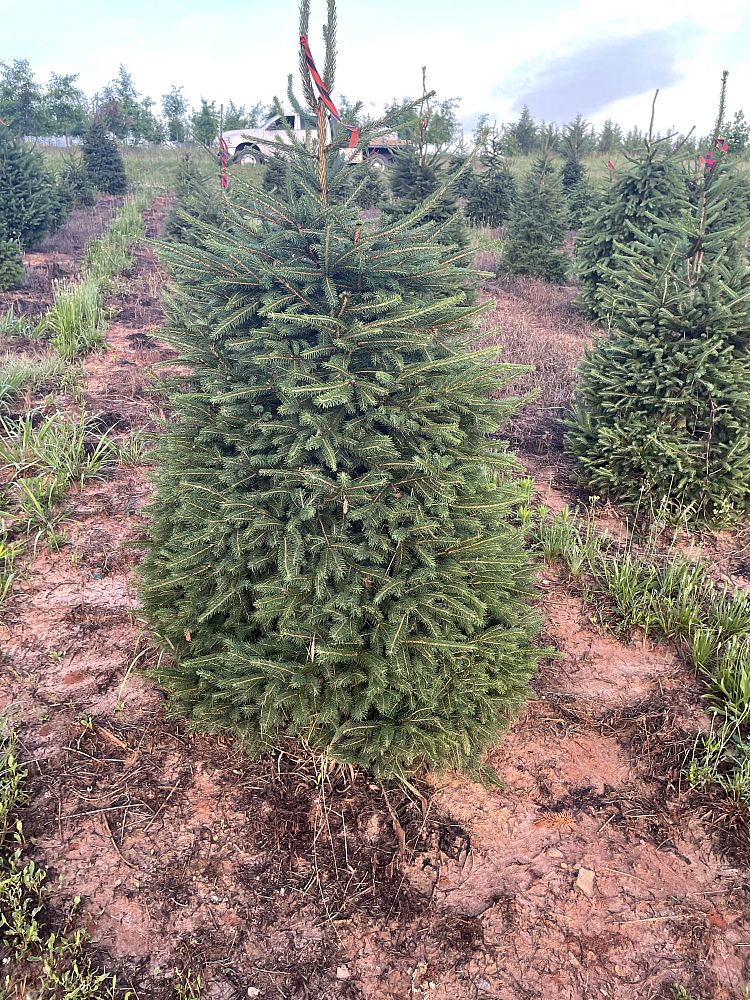 picea-abies-norway-spruce
