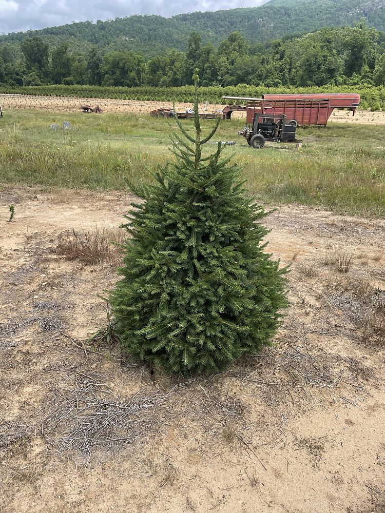 picea-abies-norway-spruce