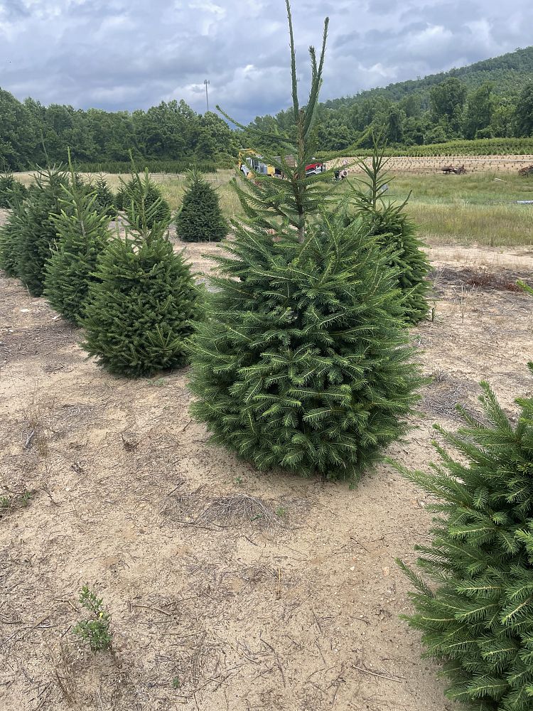 picea-abies-norway-spruce