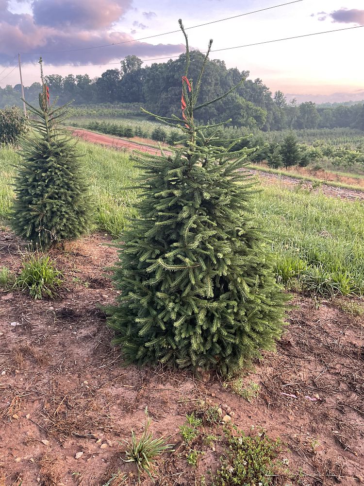 picea-abies-norway-spruce