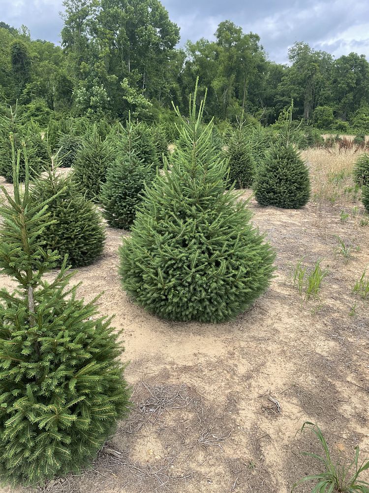 picea-abies-norway-spruce