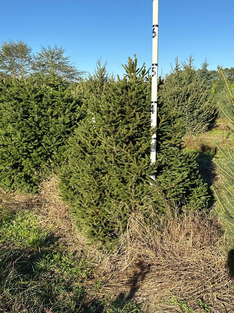 picea-abies-norway-spruce