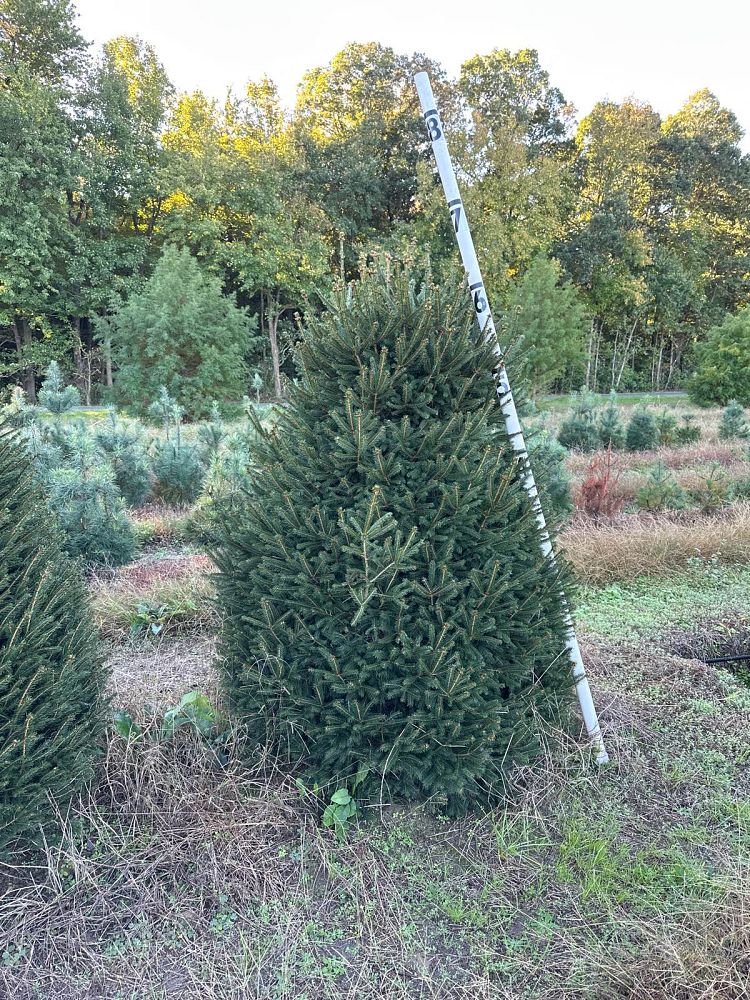 picea-abies-norway-spruce