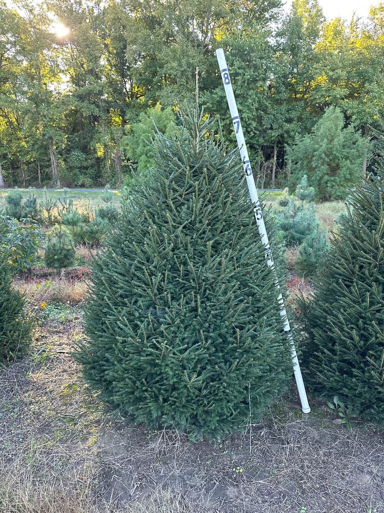 picea-abies-norway-spruce