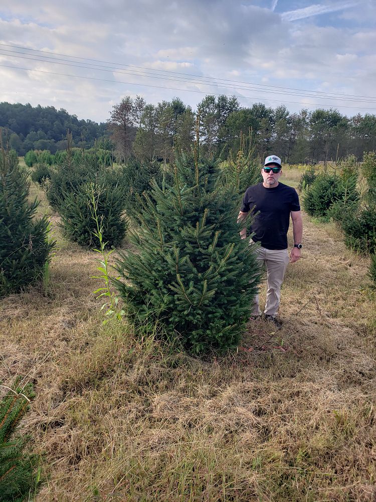 picea-abies-norway-spruce